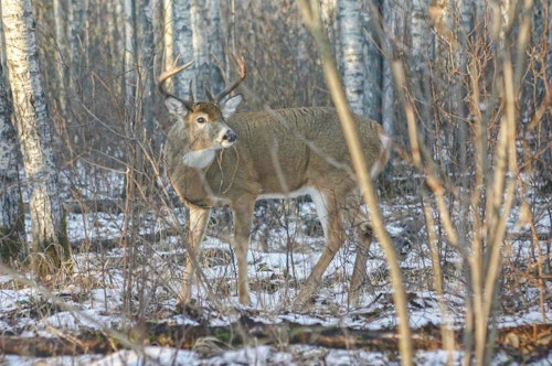Does your property have adequate cover to protect winter whitetails? If not, consider some timber management to increase the overall cover density.