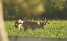 Place Early Season Whitetail Stands During Summer