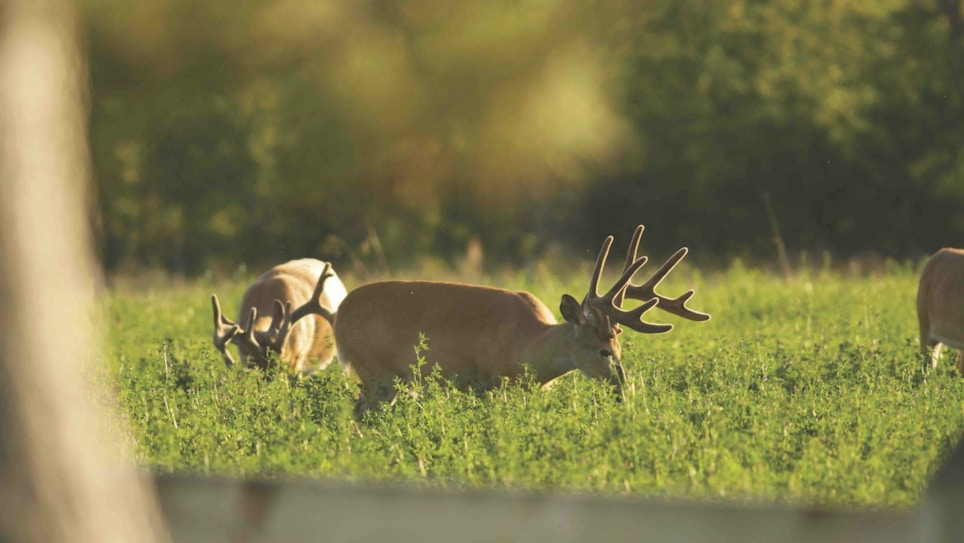 Place Early Season Whitetail Stands During Summer