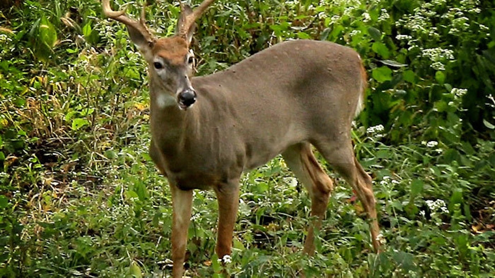 New Research On Deer Vision