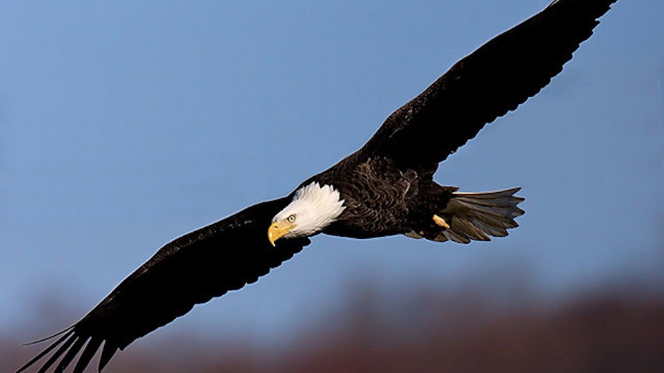 Study: Feds Say Lead Ammo Use Kills Bald Eagles