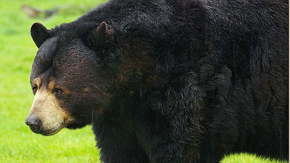 Tests Confirm Rabies in Black Bear Found Dead