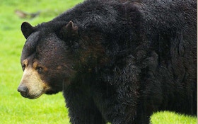 Bear Numbers Surge in Wisconsin Hunting Season