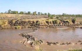 VIDEO: Wildebeest Migration