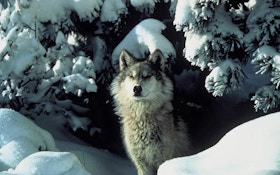 Michigan Lawmakers Look To Pass Pro-Wolf Hunt Bill