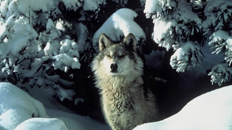 Michigan Lawmakers Look To Pass Pro-Wolf Hunt Bill