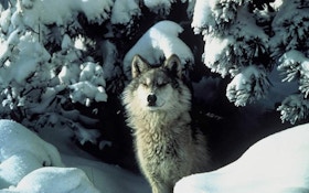No Wolves To Be Brought To Isle Royale For Now