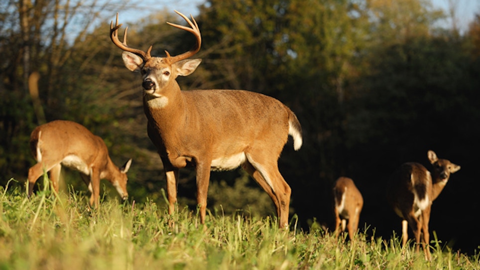 2013 Deer Decline Prompts Bowhunter Action