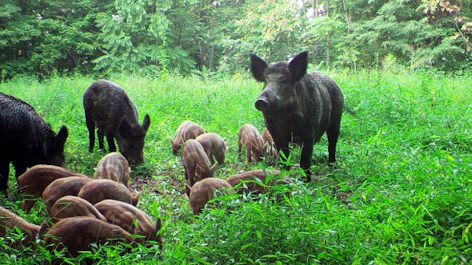 Is Texas Really Home to Over Half of the Country's Feral Pigs?