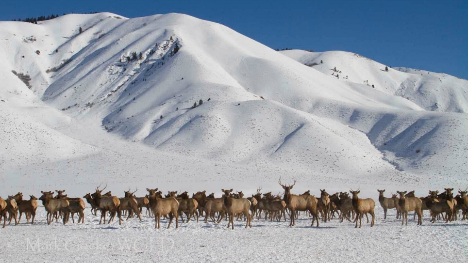 Wyoming CWD Working Group Announced