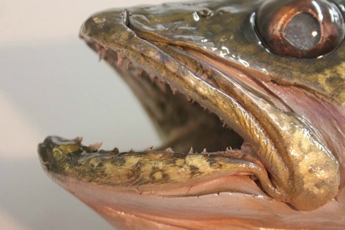 Jimmy Lawrence can paint any fish. Here's a closeup showing the fine detail work of a walleye.