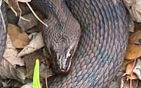 State Warns Citizens About Ongoing Snake Orgy