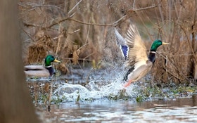 Arkansas Waterfowl Report: Few Mallards Have Arrived