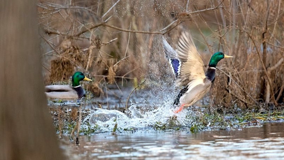 Arkansas Waterfowl Report: Few Mallards Have Arrived