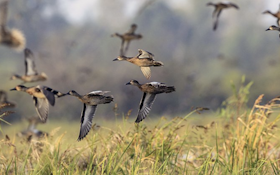 Arkansas Woods, Waters Ready for Early Migrating Ducks