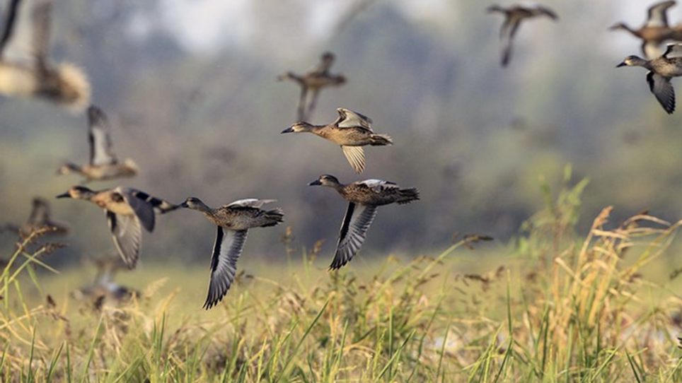 Arkansas Woods, Waters Ready for Early Migrating Ducks