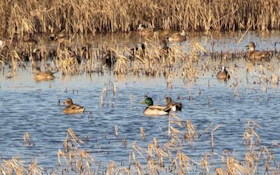 6 Honored With Ducks Unlimited Wetland Conservation Achievement Awards