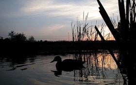 Arkansas Wants to Limit Non-Resident Waterfowl Hunters