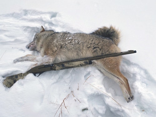 A semi-automatic shotgun is a great choice for cold-weather predators, as long as it cycles consistently.