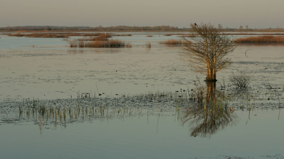 Wetland loss means 3 million fewer ducks in Louisiana