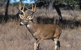 Indiana Deer Hunters Could Use Rifles Next Year