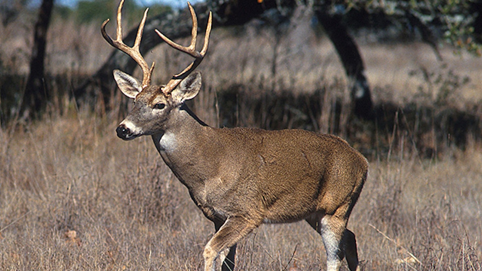Group Hopes To Tackle Deer Hunting Woes