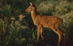 Helping Whitetail Fawns Survive a Dangerous World