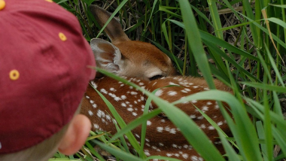 Why So Many Whitetail Fawns Die Each Spring