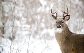 Q & A: How Do Deer Survive Harsh Winter Weather, While Hunters Freeze Their Buns Off?