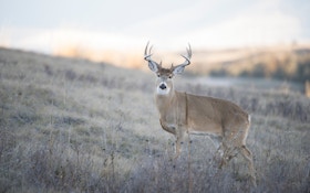 Best Whitetail States In The West