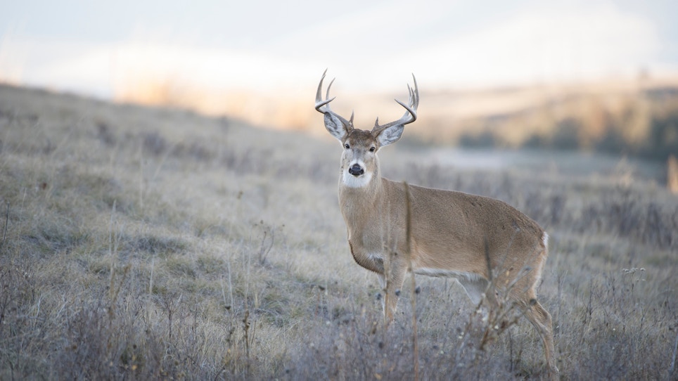 Best Whitetail States In The West