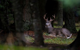 Top 10 Whitetail Deer Facts