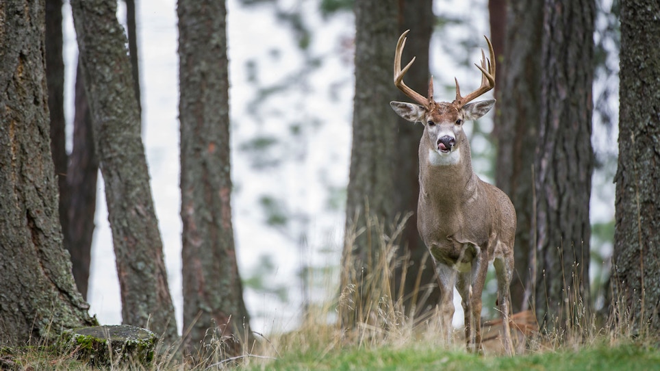 2018 report: deer hunting trends