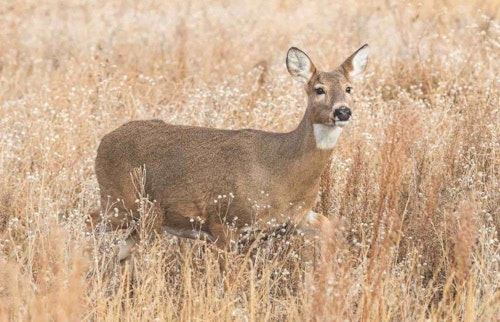 You can never go wrong during the rut by hunting areas frequently visited by does. Rutting bucks will regularly check doe bedding and feeding areas.