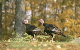 The Difference Between Wild and Domestic Turkeys