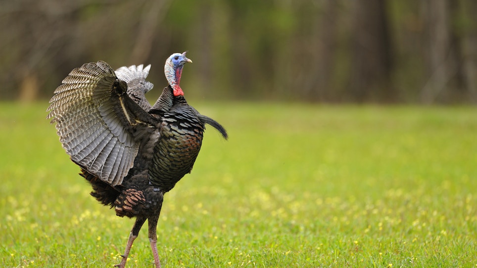 Late-Season Turkey Hunting and the Promise of Abandoned Gobblers