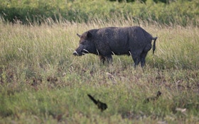 Russian wild boar shot by Pennsylvania homeowner