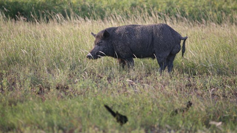 Texas Hog Hunter Becomes Pig Lover Thanks To Unexpected Pet