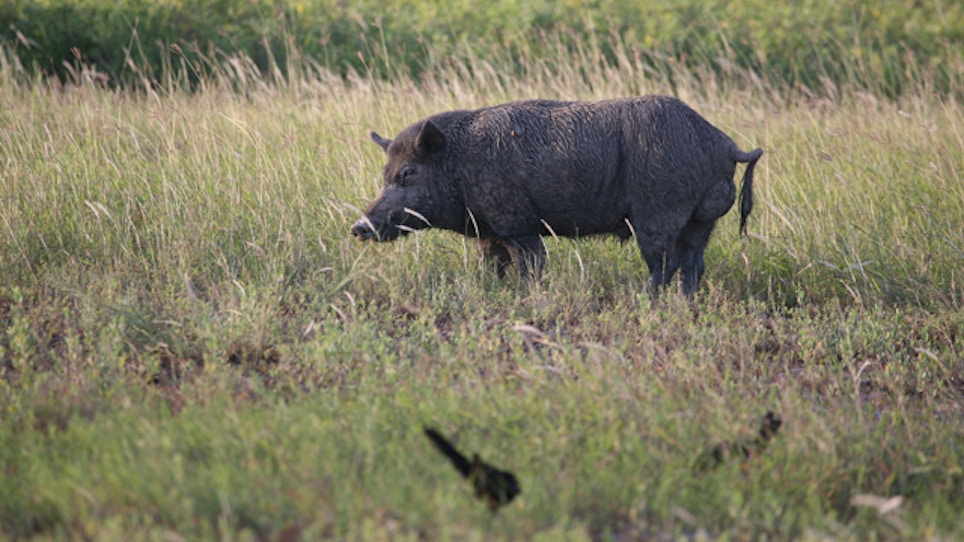 Bacon Preservative Tested As Feral Hog Poison