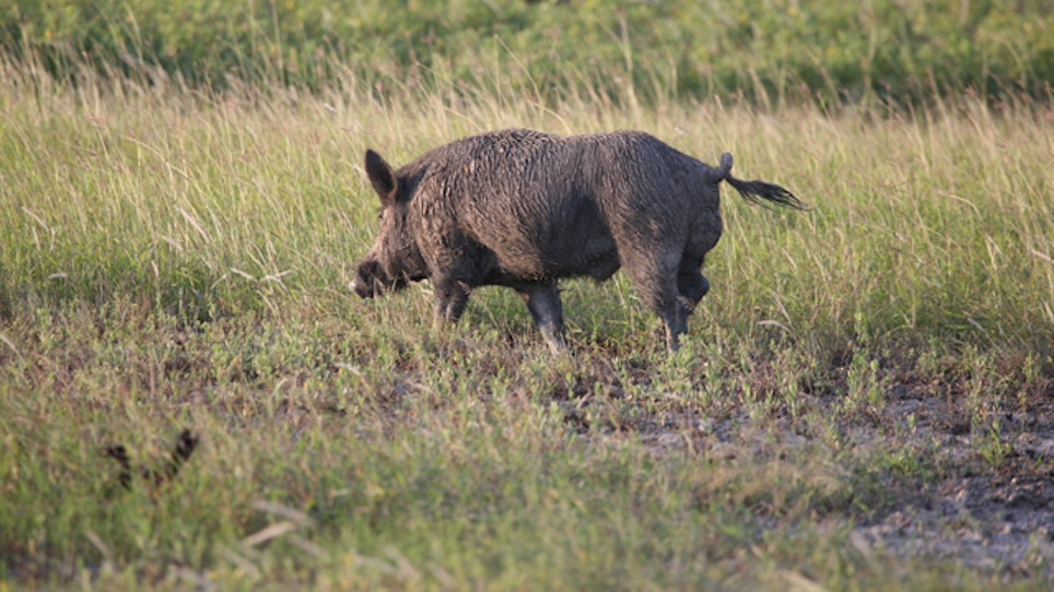 Shooters to aim at feral hogs from helicopters
