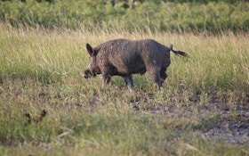 Study: Feral Hog Damage Estimated At $74 Million