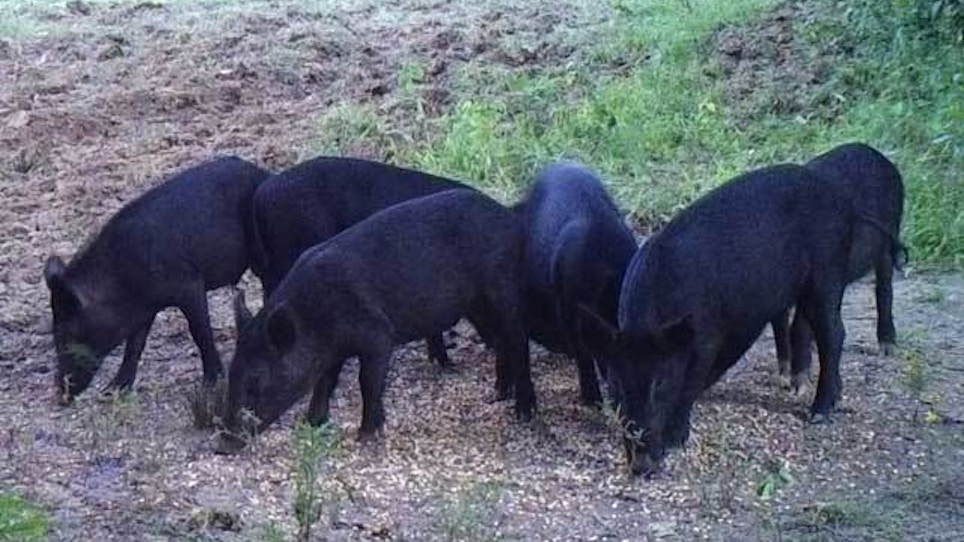 Feral hogs uproot sugar cane, rice fields, levees