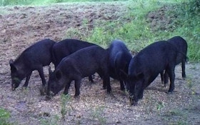 Officials explore new way to bait, kill wild hogs