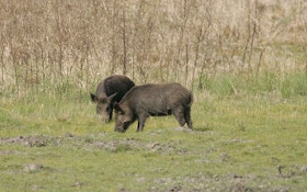 Trial Program To Remove Feral Hogs From SC National Forest