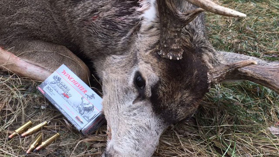 Testing Winchester Deer Season XP On Big-Bodied Alberta Bucks