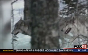 VIDEO: Wolf On Dog Attacks Increase