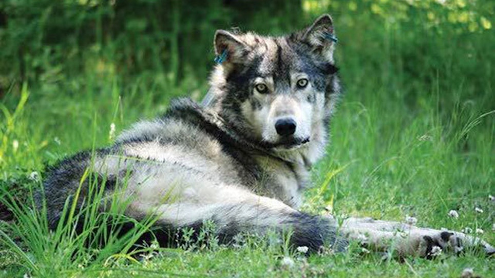 Gray Wolf May Be Removed From State Endangered Species List