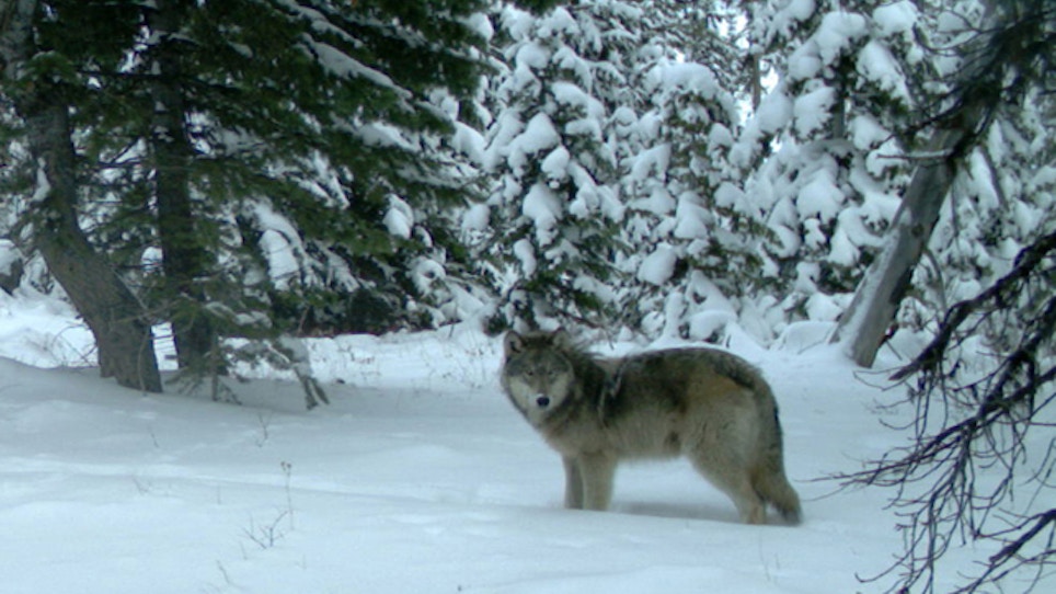 DNR Says Minnesota Wolf Population Holds Stable Around 2,200