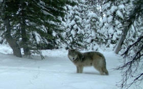 No Wolf Hunt In Michigan This Year