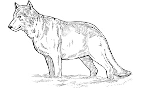 New Wolf Pack Found In Washington State